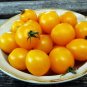 Golden Sweet Tomato Juicy Vegetable  Tomatoe 50+ seeds