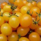 Golden Sunshine Tomato Juicy Vegetable  Tomatoe 50+ seeds