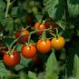 Golden Girl Tomato Juicy Vegetable  Tomatoe 50+ seeds