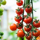 Golden Gem Tomato Juicy Vegetable  Tomatoe 50+ seeds