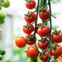Golden Gem Tomato Juicy Vegetable  Tomatoe 50+ seeds