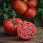 Giant Belgium Tomato Juicy Vegetable  Tomatoe 50+ seeds