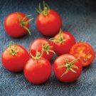Gabrielle Tomato Juicy Vegetable  Tomatoe 50+ seeds