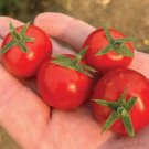 Fruity Cherry Tomato Juicy Vegetable  Tomatoe 50+ seeds