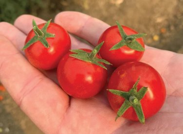 Fruity Cherry Tomato Juicy Vegetable  Tomatoe 50+ seeds