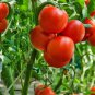 Fresh Salsa Tomato Juicy Vegetable  Tomatoe 50+ seeds