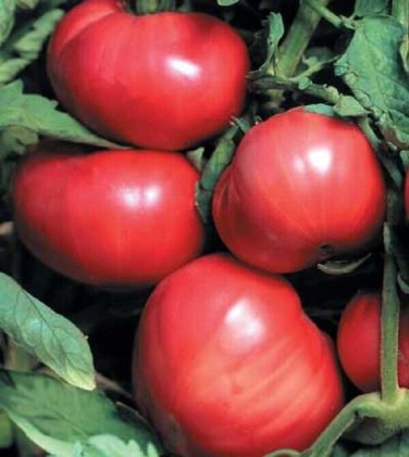 Florida 47 Tomato Juicy Vegetable  Tomatoe 50+ seeds