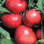 Florida 47 Tomato Juicy Vegetable  Tomatoe 50+ seeds