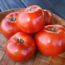 First Prize Tomato Juicy Vegetable  Tomatoe 50+ seeds