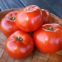 First Prize Tomato Juicy Vegetable  Tomatoe 50+ seeds