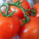 First Light Tomato Juicy Vegetable  Tomatoe 50+ seeds
