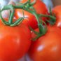 First Light Tomato Juicy Vegetable  Tomatoe 50+ seeds