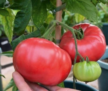 Finishline Tomato Juicy Vegetable  Tomatoe 50+ seeds