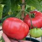 Finishline Tomato Juicy Vegetable  Tomatoe 50+ seeds