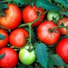 Fabulous Tomato Juicy Vegetable  Tomatoe 50+ seeds
