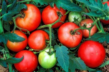 Fabulous Tomato Juicy Vegetable  Tomatoe 50+ seeds