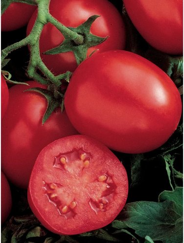 Ensalada Tomato Juicy Vegetable  Tomatoe 50+ seeds