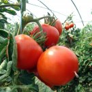Early Doll Tomato Juicy Vegetable  Tomatoe 50+ seeds