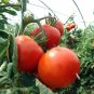 Early Doll Tomato Juicy Vegetable  Tomatoe 50+ seeds