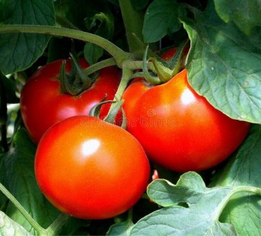 Dona Tomato Juicy Vegetable  Tomatoe 50+ seeds