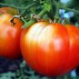 Delizia Tomato Juicy Vegetable  Tomatoe 50+ seeds