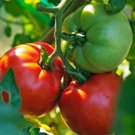 Debut Tomato Juicy Vegetable  Tomatoe 50+ seeds