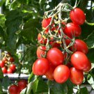Dafel Tomato Juicy Vegetable  Tomatoe 50+ seeds