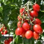 Dafel Tomato Juicy Vegetable  Tomatoe 50+ seeds