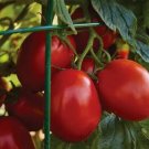 Dacquiri Tomato Juicy Vegetable  Tomatoe 50+ seeds