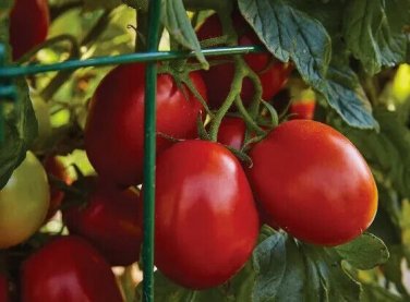 Dacquiri Tomato Juicy Vegetable  Tomatoe 50+ seeds