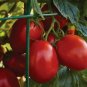 Dacquiri Tomato Juicy Vegetable  Tomatoe 50+ seeds