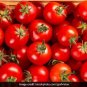 Cupid Tomato Juicy Vegetable  Tomatoe 50+ seeds