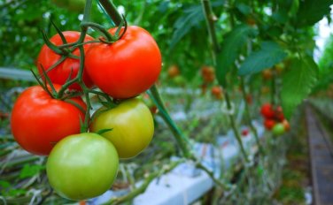 Cluster Grande Tomato Juicy Vegetable  Tomatoe 50+ seeds