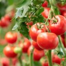 Clermon Tomato Juicy Vegetable  Tomatoe 50+ seeds