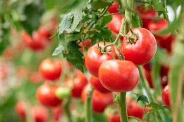 Clermon Tomato Juicy Vegetable  Tomatoe 50+ seeds