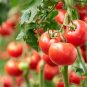 Clermon Tomato Juicy Vegetable  Tomatoe 50+ seeds