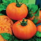 Chef’S Choice Orange Tomato Juicy Vegetable  Tomatoe 50+ seeds
