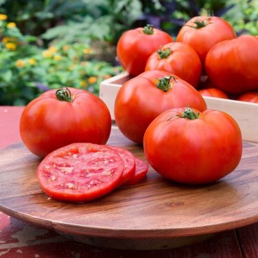 Celebration Tomato Juicy Vegetable  Fresh Tomatoe 50+ seeds