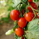 Casa Del Sol Tomato Juicy Vegetable  Fresh Tomatoe 50+ seeds