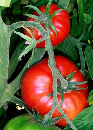 Carmelita Tomato Juicy Vegetable  Fresh Tomatoe 50+ seeds