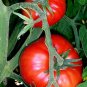 Carmelita Tomato Juicy Vegetable  Fresh Tomatoe 50+ seeds