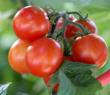 Capaya Tomato Juicy Vegetable  Fresh Tomatoe 50+ seeds