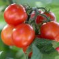 Capaya Tomato Juicy Vegetable  Fresh Tomatoe 50+ seeds