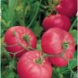 Brandy Boy Tomato Juicy Vegetable  Fresh Tomatoe 50+ seeds