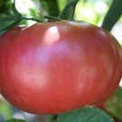 Booty Tomato Juicy Vegetable  Fresh Tomatoe 50+ seeds