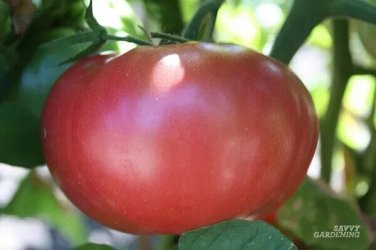 Booty Tomato Juicy Vegetable  Fresh Tomatoe 50+ seeds