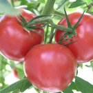 Bolseno Tomato Juicy Vegetable  Fresh Tomatoe 50+ seeds
