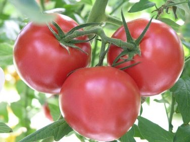 Bolseno Tomato Juicy Vegetable  Fresh Tomatoe 50+ seeds