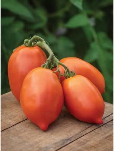 Big Mama Tomato Juicy Vegetable  Fresh Tomatoe 50+ seeds