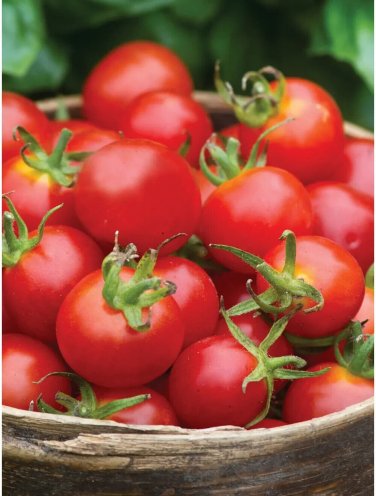Baby Boomer Tomato Juicy Vegetable  Fresh Tomato Food 50+ seeds
